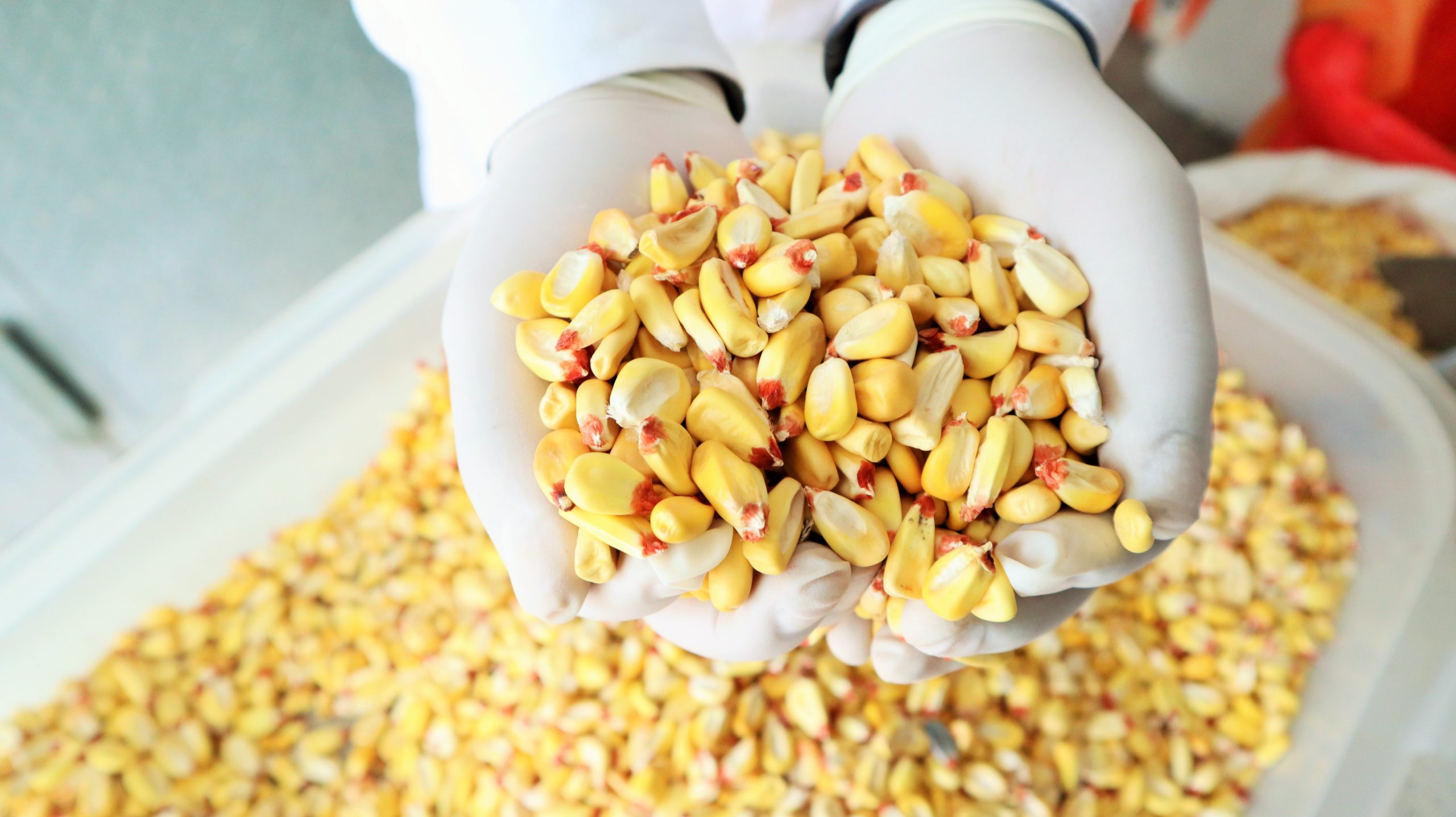 Productores del valle del Mantaro consolidan agroexportación de maíz amiláceo a Ecuador