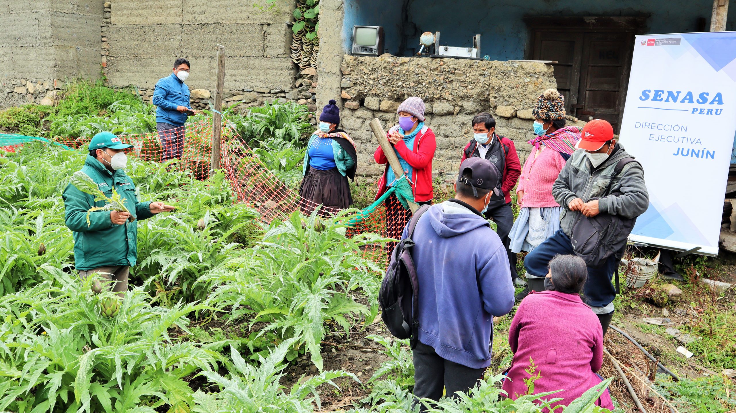 Junín: Capacitan a pequeños productores de Alcachofa para el control de plagas