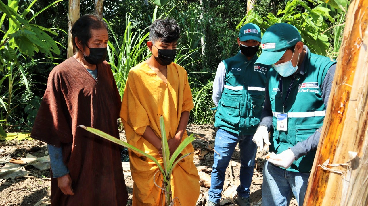 Junín: Comunidades nativas participan de jornadas de sensibilización sobre prevención de ingreso de plagas a sembríos de plátanos