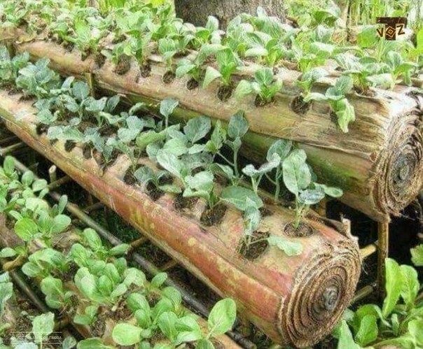 Troncos de plátano se usan para el cultivo de vegetales