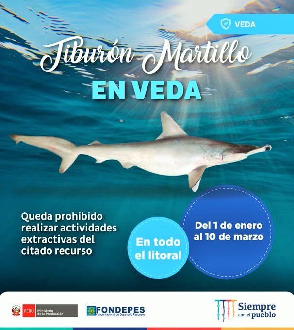 Atención comunidad pesquera artesanal, el Tiburón Martillo se encuentra en VEDA. Si eres testigo del incumplimiento de esta medida, realiza tu denuncia