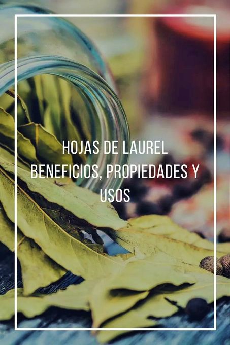 Propiedades, beneficios y usos de las hojas de laurel
