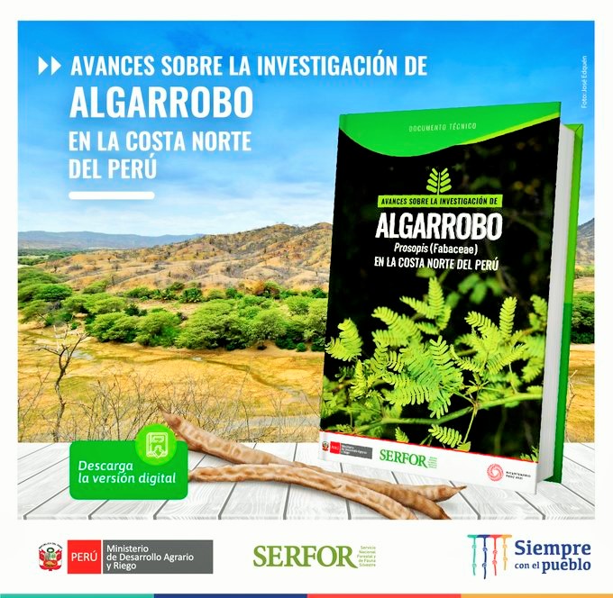 Avances sobre la investigación de algarrobo en la costa norte del Perú