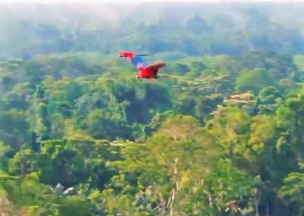 Viaja por la Selva Central y disfruta de su energía natural   ✈🌿