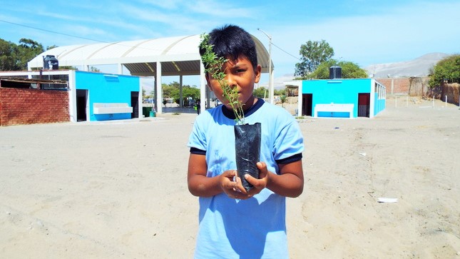 Escolares de centro poblado de Nazca, realizan forestación con huarangos