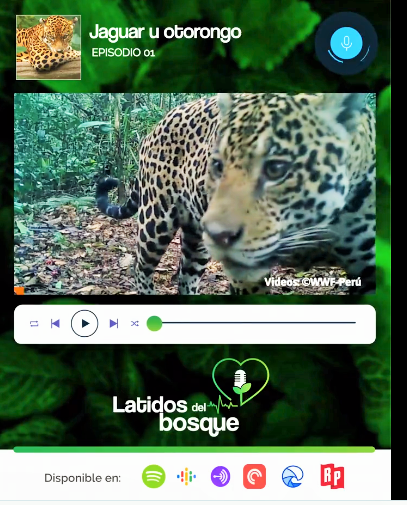 Latidos del Bosque: Nos adentramos al corazón de los bosques amazónicos para conocer al rey de nuestra selva, el Jaguar y el Otorongo (podcast)