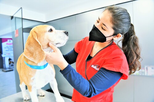 Día Mundial del Perro: Cinco recomendaciones para contratar servicios veterinarios de calidad