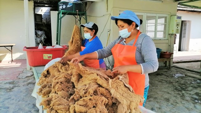 Arequipa: Record histórico en la cantidad de fibra de vicuña acopiada en la primera mitad del año
