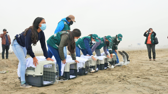 A cinco meses del derrame de petróleo, SERFOR liberó 18 aves recuperadas y rehabilitadas