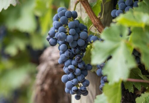 Uvas y arándanos lideran solicitudes para proteger nuevas variedades vegetales en el Perú 🍇