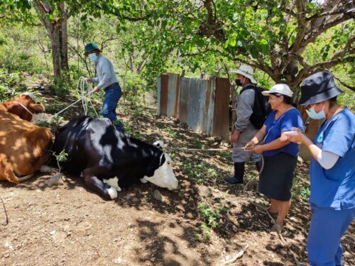 Ganado bovino, ovino y caprino del Perú presentan defensas ante el Virus de Lengua Azul 🐮