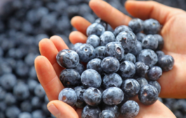 En febrero de este año la producción de arándanos alcanzó 15 501 toneladas 👀