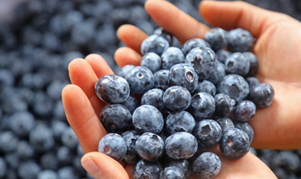 En febrero de este año la producción de arándanos alcanzó 15 501 toneladas 👀