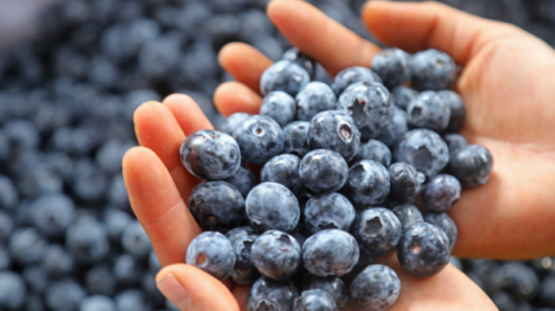 En febrero de este año la producción de arándanos alcanzó 15 501 toneladas 👀