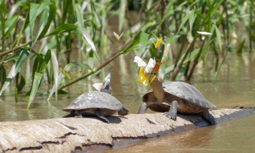 Las tortugas de la política