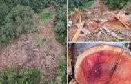 Paralizan deforestación de tres hectáreas de bosque natural 👏