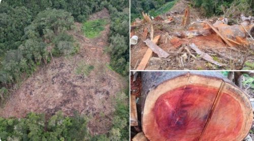 Paralizan deforestación de tres hectáreas de bosque natural 👏