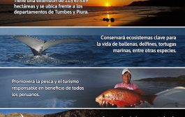 🌿 ¡Conoce más de la nueva Reserva Nacional Mar Tropical de Grau que conservará los valiosos ecosistemas marinos del norte del Perú 🐠🌊