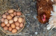 Campaña contra el uso de huevos de gallinas enjauladas alcanza miles de visualizaciones 🐔