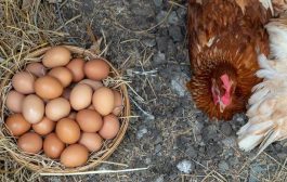 Día Internacional del respeto a las gallinas: ¿Cómo su crianza afecta al huevo que consumes? 🥚