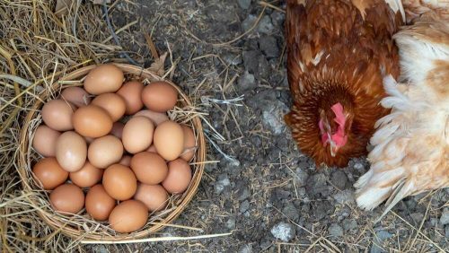 Día Internacional del respeto a las gallinas: ¿Cómo su crianza afecta al huevo que consumes? 🥚