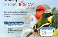 🌟 ¡Global Big Day 2024 en el Humedal Pantanos de Villa! 🐦