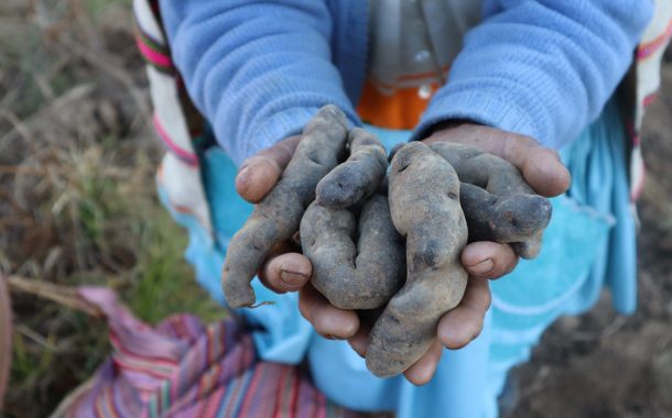 ¡Elige bien tu papa favorita!🥔