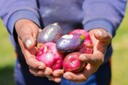Conoce las regiones líderes en la producción de semilla certificada de papa 🥔