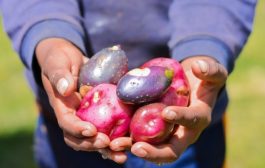 Conoce las regiones líderes en la producción de semilla certificada de papa 🥔