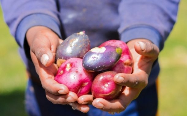 Conoce las regiones líderes en la producción de semilla certificada de papa 🥔