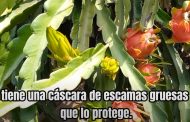 La pitahaya, considerado el alimento del futuro, en esta entrega de agroturismo en #PepeMariñoPerú (videocolumna) 🥝