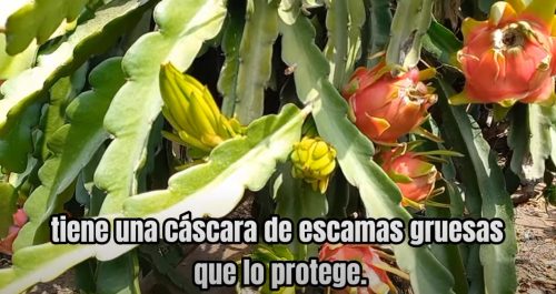 La pitahaya, considerado el alimento del futuro, en esta entrega de agroturismo en #PepeMariñoPerú (videocolumna) 🥝
