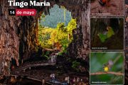 Impresionantes paisajes, bellas cataratas y una gran variedad de flora y fauna puedes encontrar en el Parque Nacional Tingo María 🌳 que hoy celebra su 59 aniversario 🎇🎆