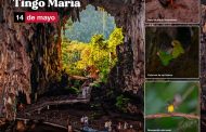 Impresionantes paisajes, bellas cataratas y una gran variedad de flora y fauna puedes encontrar en el Parque Nacional Tingo María 🌳 que hoy celebra su 59 aniversario 🎇🎆