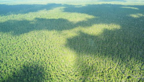 Promueven el trabajo multisectorial para conservar los bosques y humedales ante impactos del cambio climático 🌱