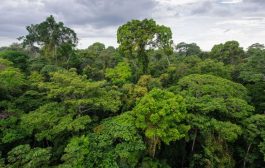¡Hoy se celebra el Día Mundial del Medio Ambiente! 🌱