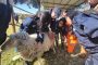 Presentan nuevo reporte de caso en ovinos: Anomalía del Pupote 🐑