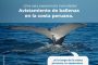 Este 14 de julio se inicia la temporada de avistamiento de #ballenas jorobadas 🐳