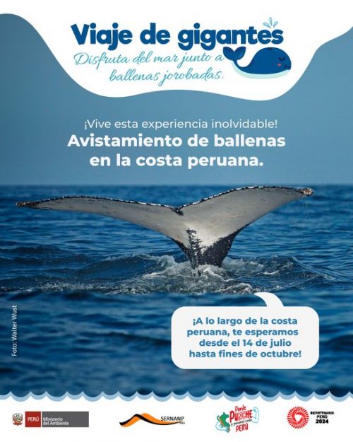 Este 14 de julio se inicia la temporada de avistamiento de #ballenas jorobadas 🐳