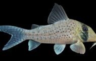 Investigadores del Minam descubren una nueva especie de pez única en el mundo 🐟