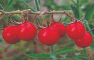 Realizarán estudio sobre la biodiversidad del tomate silvestre en cuencas de ríos Lurín, Rímac y Chillón 🍅