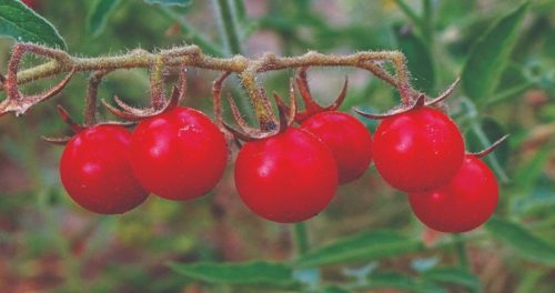 Realizarán estudio sobre la biodiversidad del tomate silvestre en cuencas de ríos Lurín, Rímac y Chillón 🍅