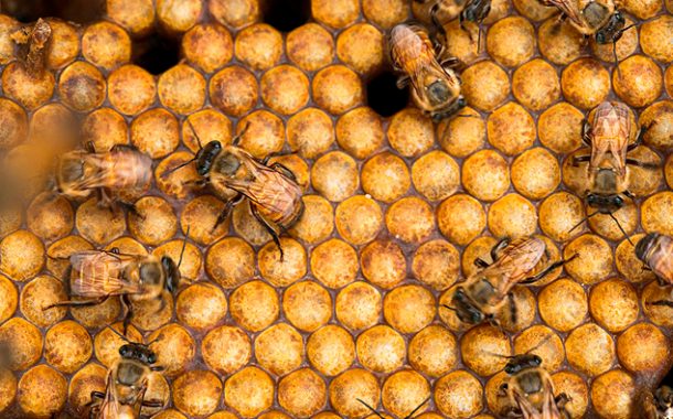 ¡Hoy se celebra el Día Mundial de las Abejas! 🐝