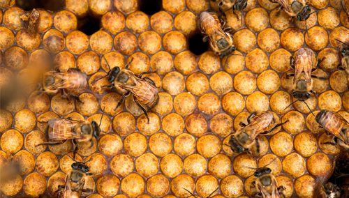 ¡Hoy se celebra el Día Mundial de las Abejas! 🐝