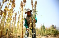 Conservación de granos andinos es fundamental para la seguridad alimentaria de la población y el desarrollo sostenible del país  👀