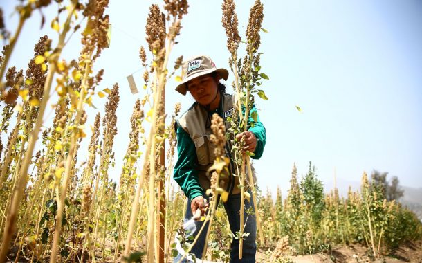 ¡Hoy es el Día de los Granos Andinos! 🌾