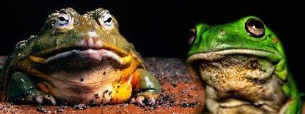 No es ruido… es un concierto en los bosques🔊🐸