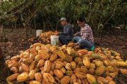 Producción de cacao en Perú llegó a las 176 278 toneladas el 2025 🍫