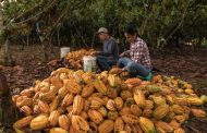 Productores de Amazonas, Cajamarca y San Martín acceden a S/.215 mil en créditos para sus cultivos de café y cacao🍫