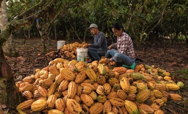 Producción de cacao en Perú llegó a las 176 278 toneladas el 2025 🍫